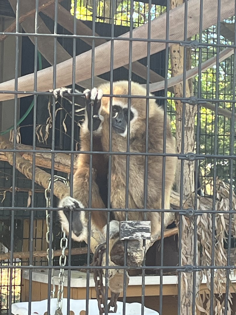 White Handed Gibbon