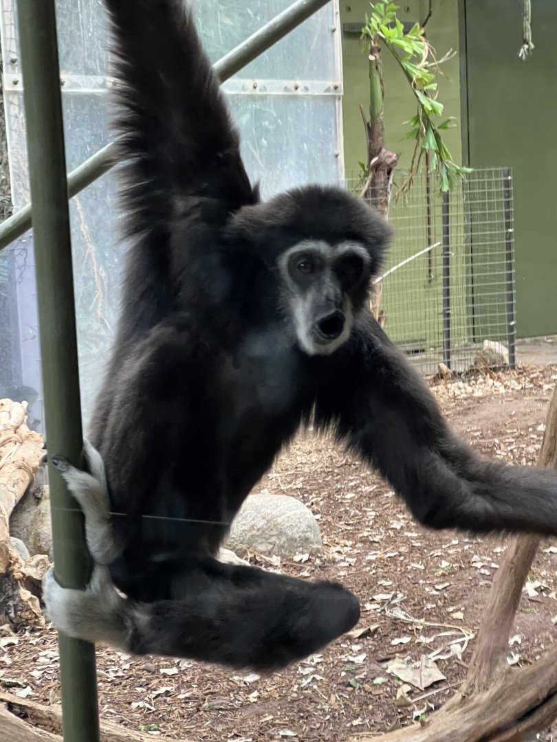 White-Handed Gibbon