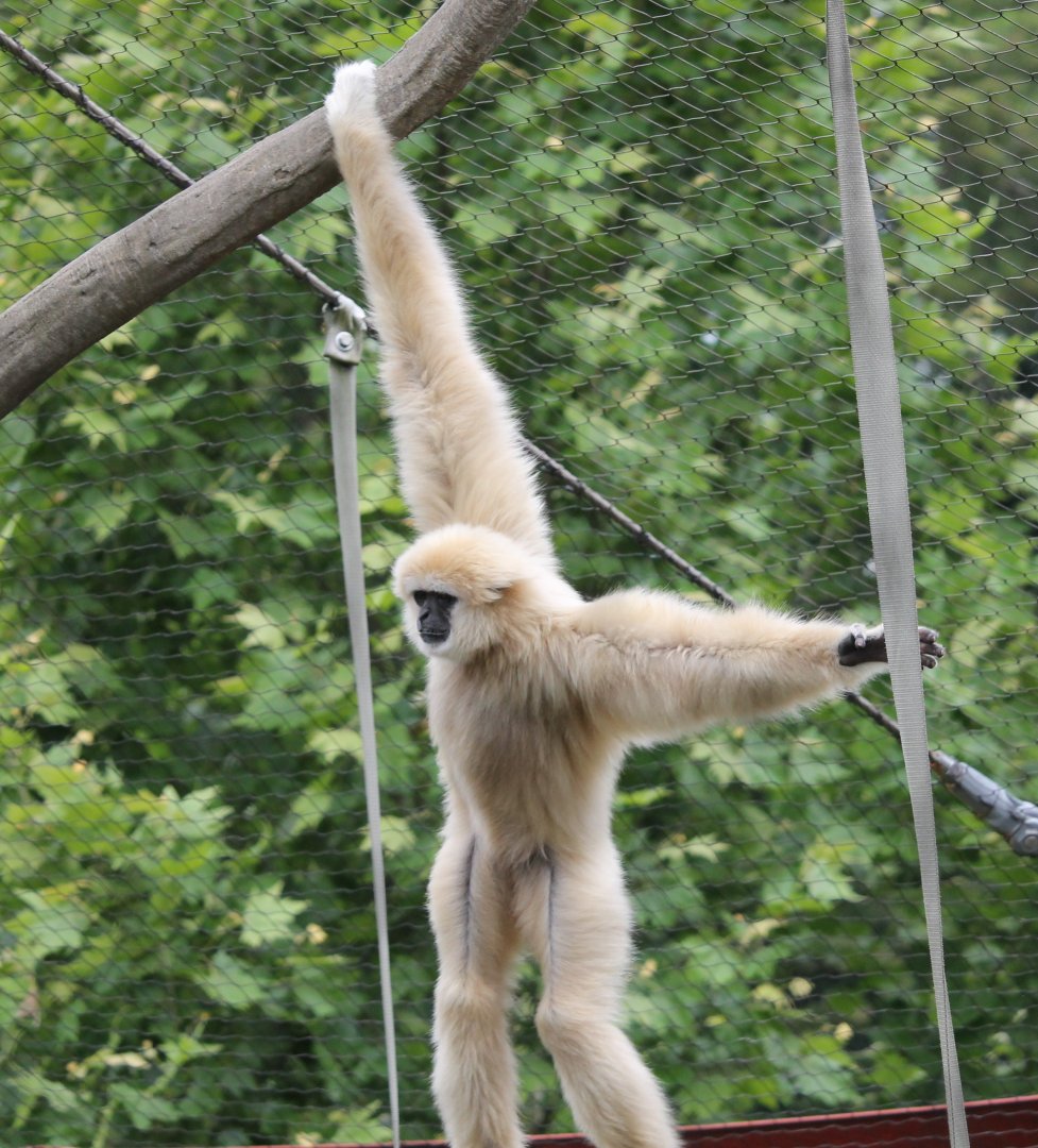 White handed gibbon