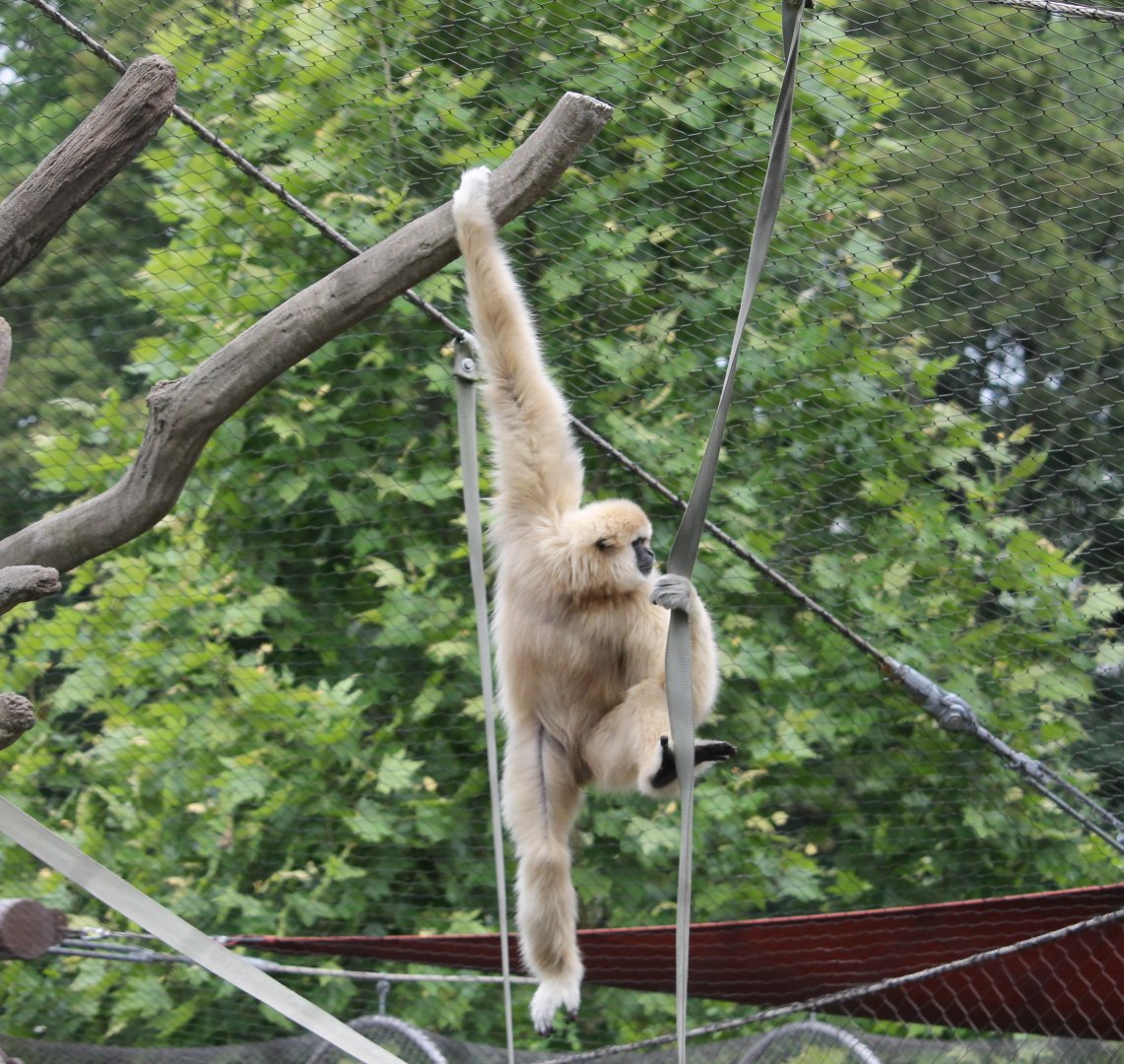White handed gibbon