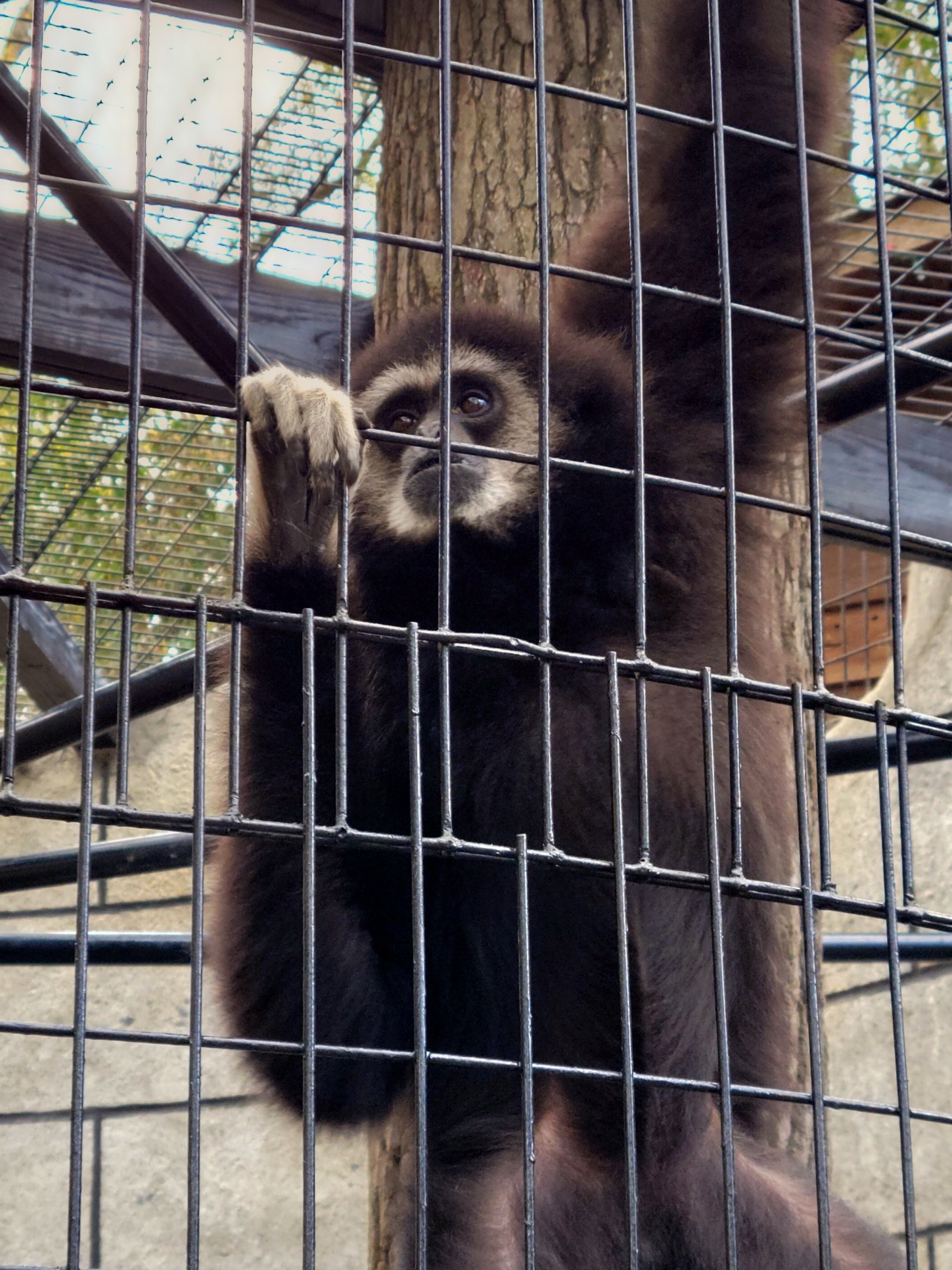 White-Handed Gibbon