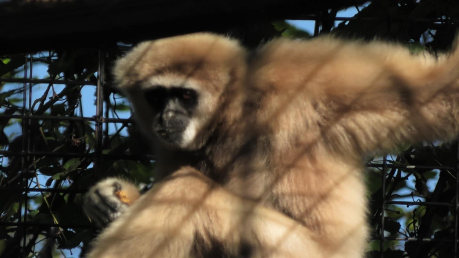 White handed gibbon