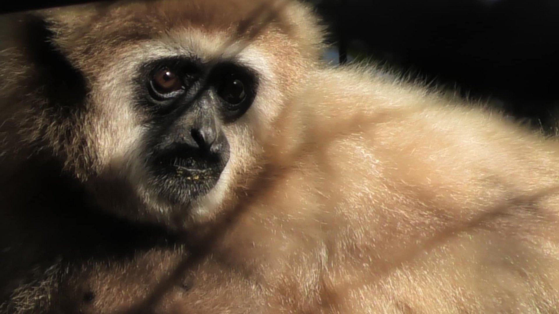 White handed gibbon