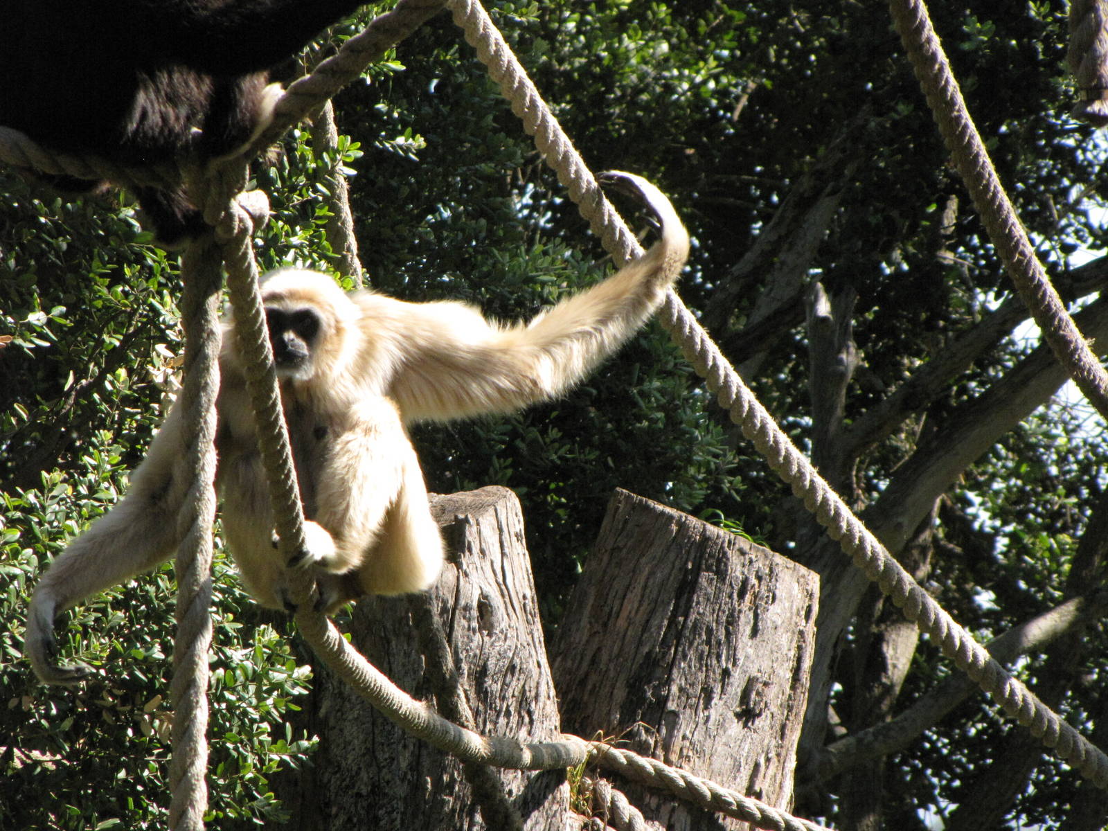 White-handed Gibbon