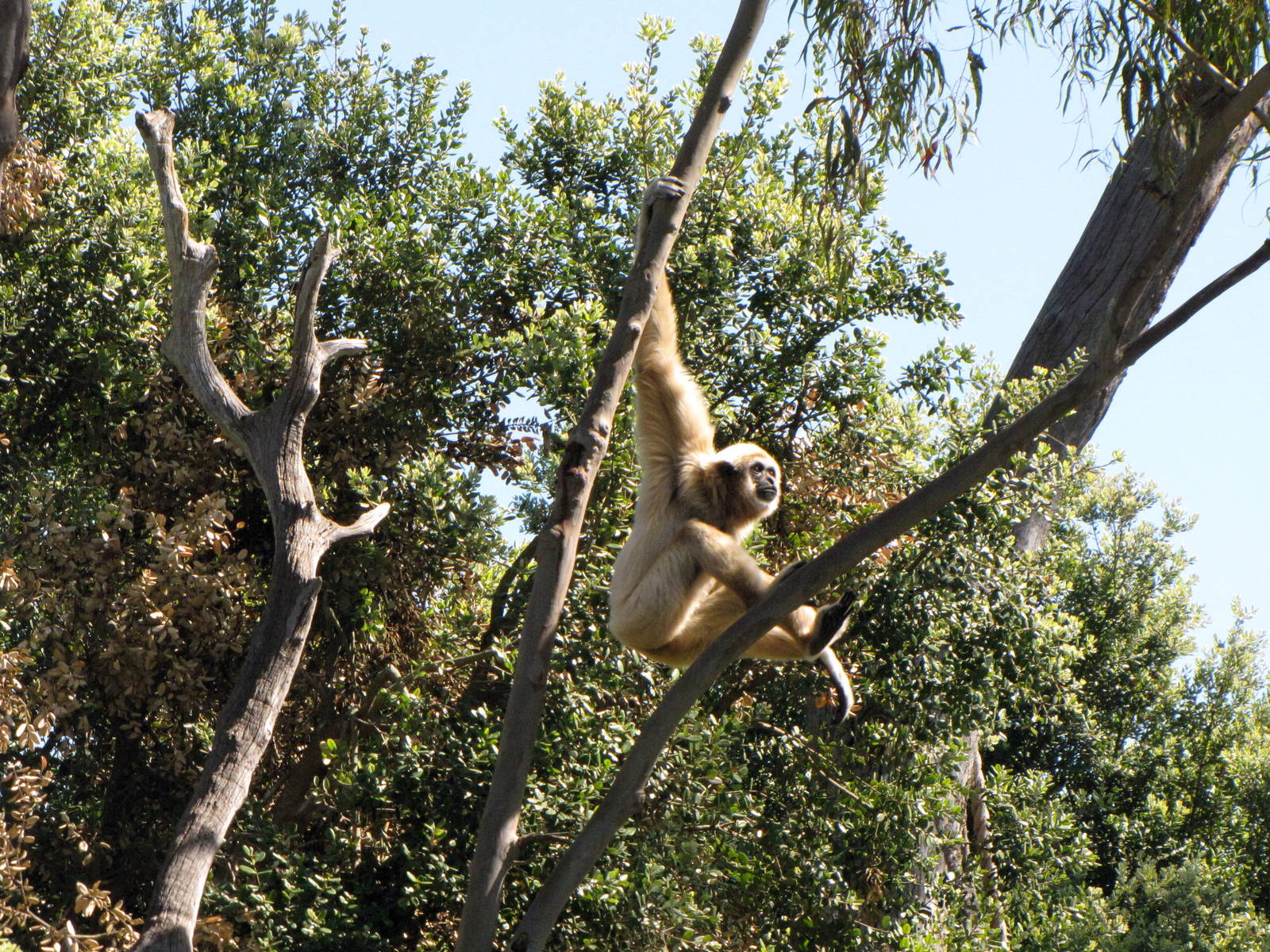 White-handed Gibbon