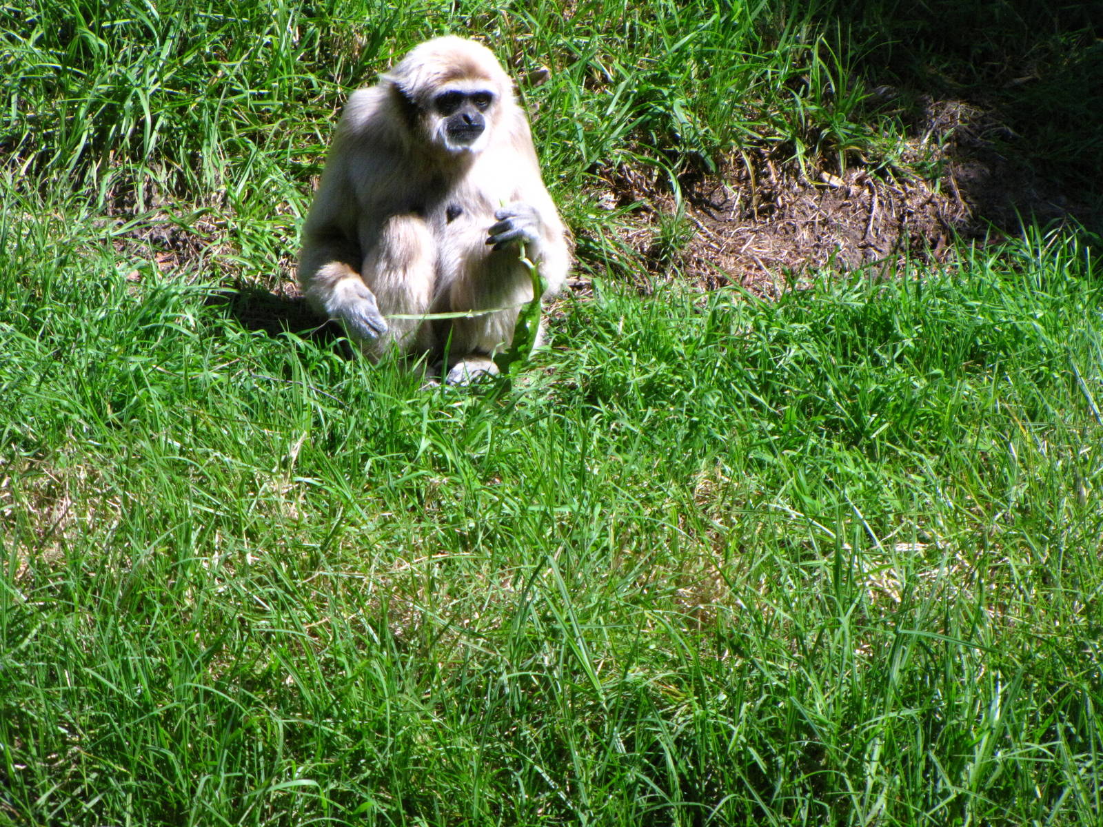 White-handed Gibbon