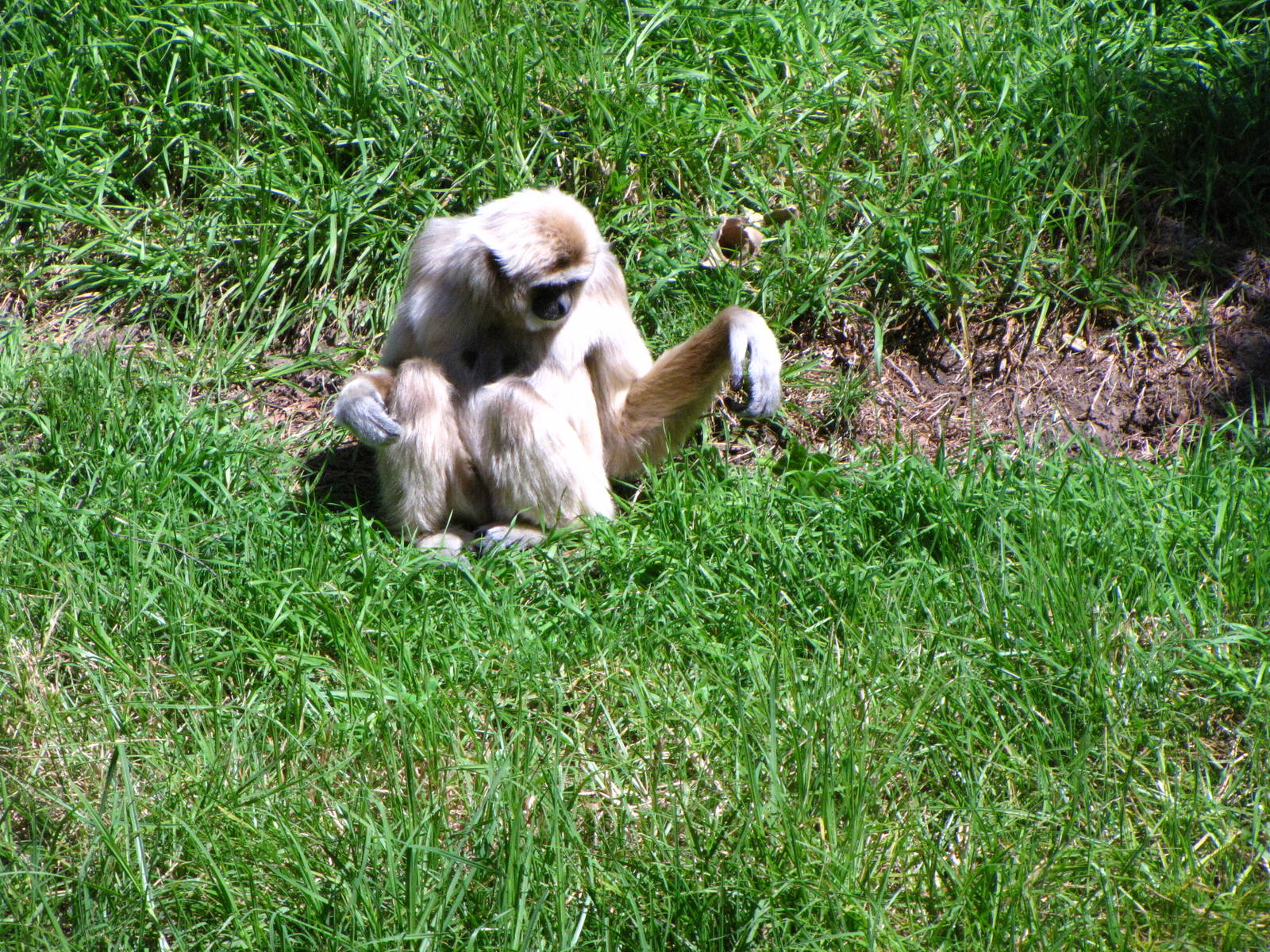 White-handed Gibbon