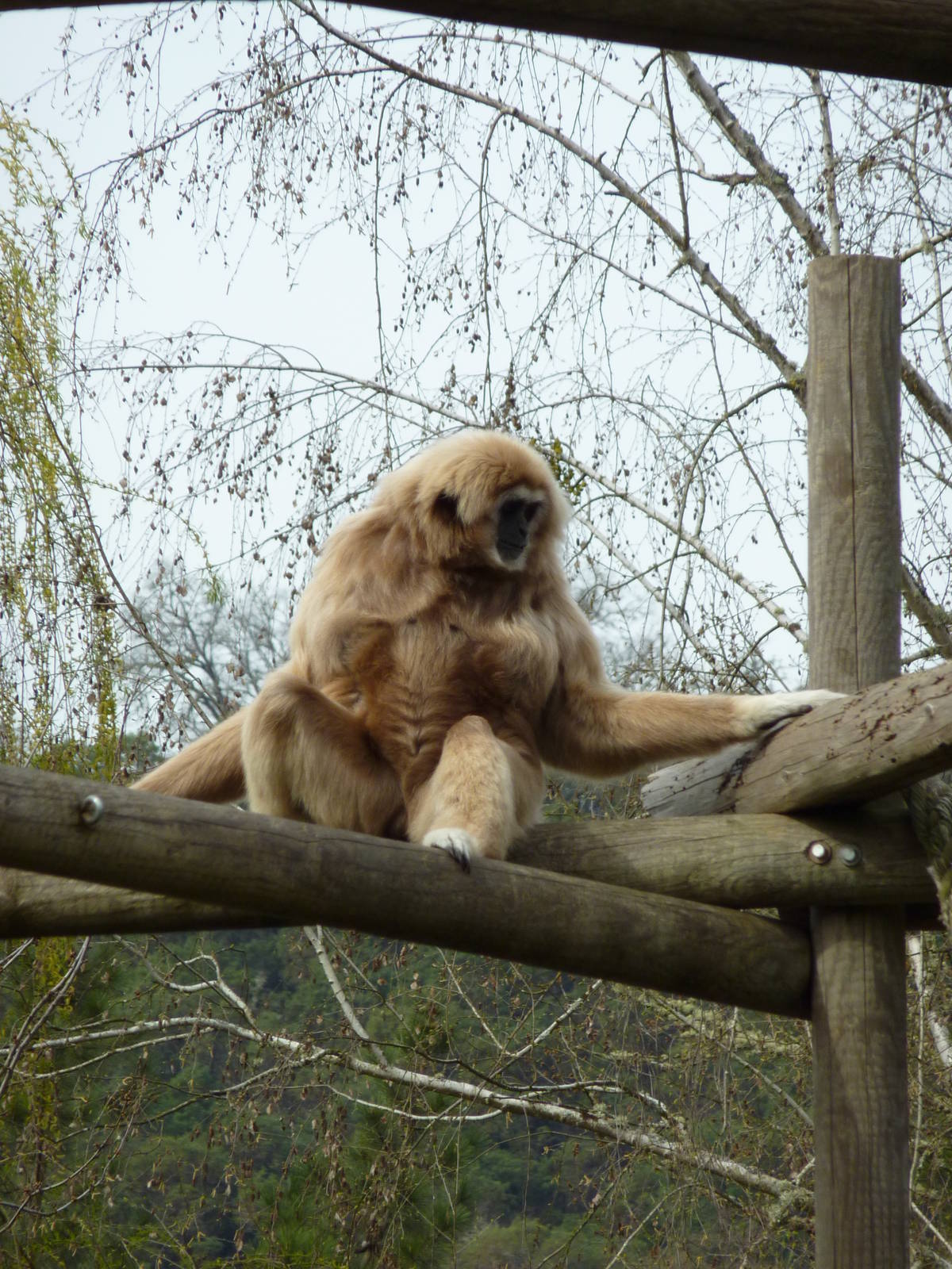 White-Handed Gibbon