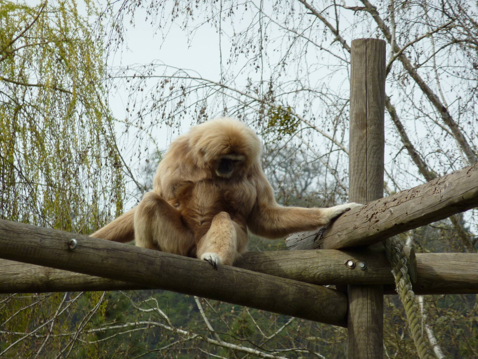 White-Handed Gibbon