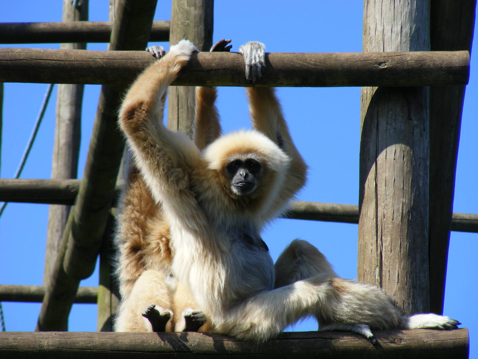 White-handed gibbons at South Lakes Wild Animal Park, 23 May 2010