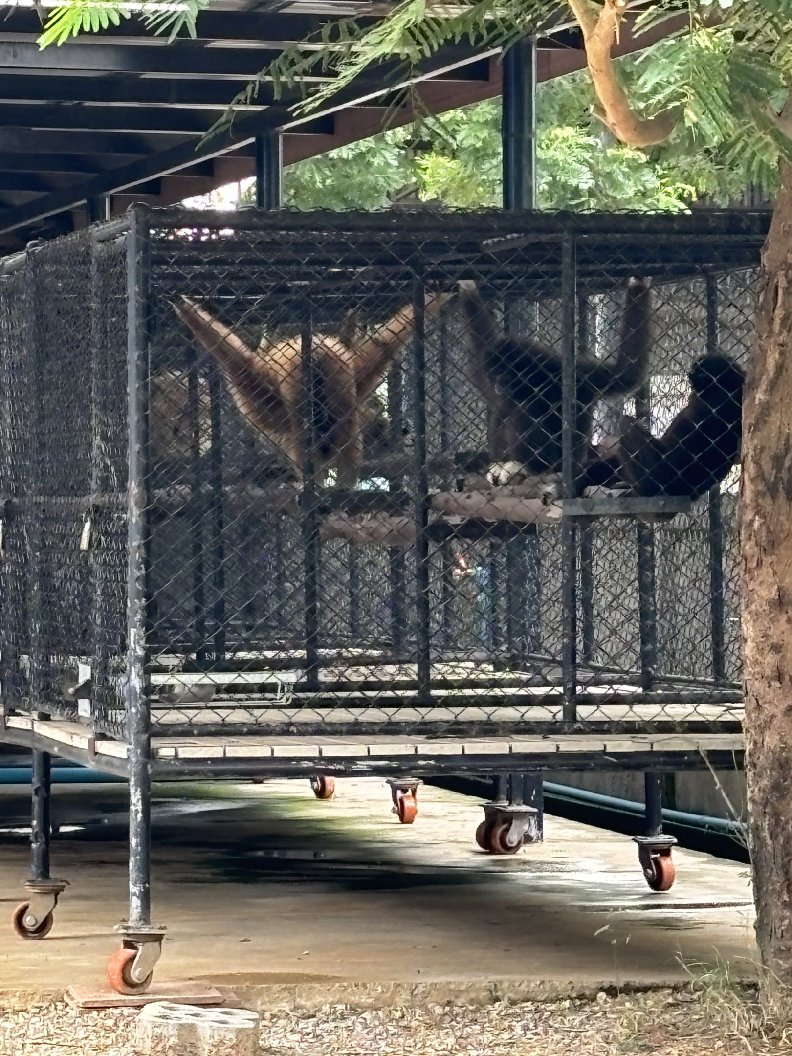 White-handed Gibbons (behind the scenes) - Lion Park