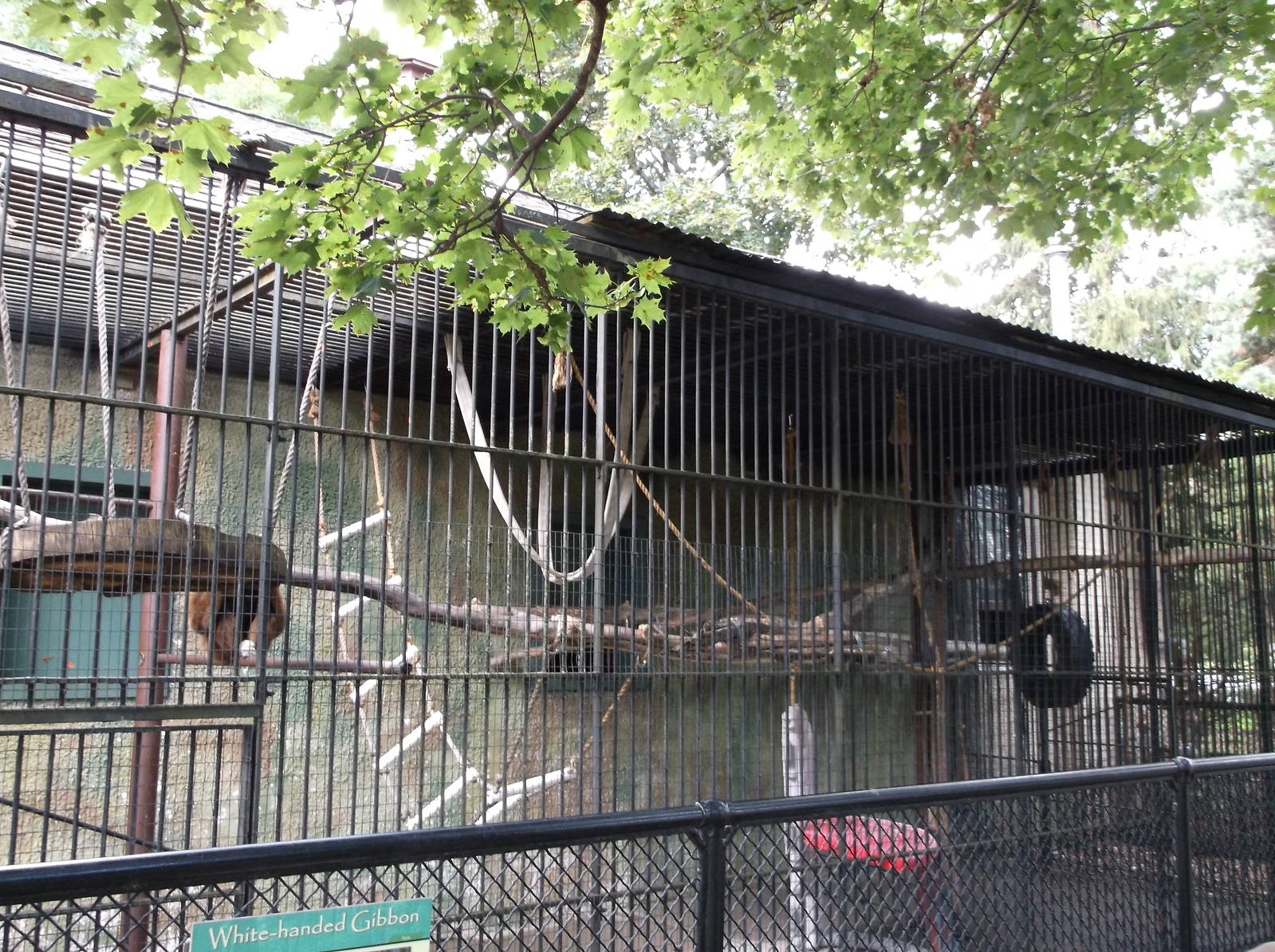White Handed Gibbons exhibit