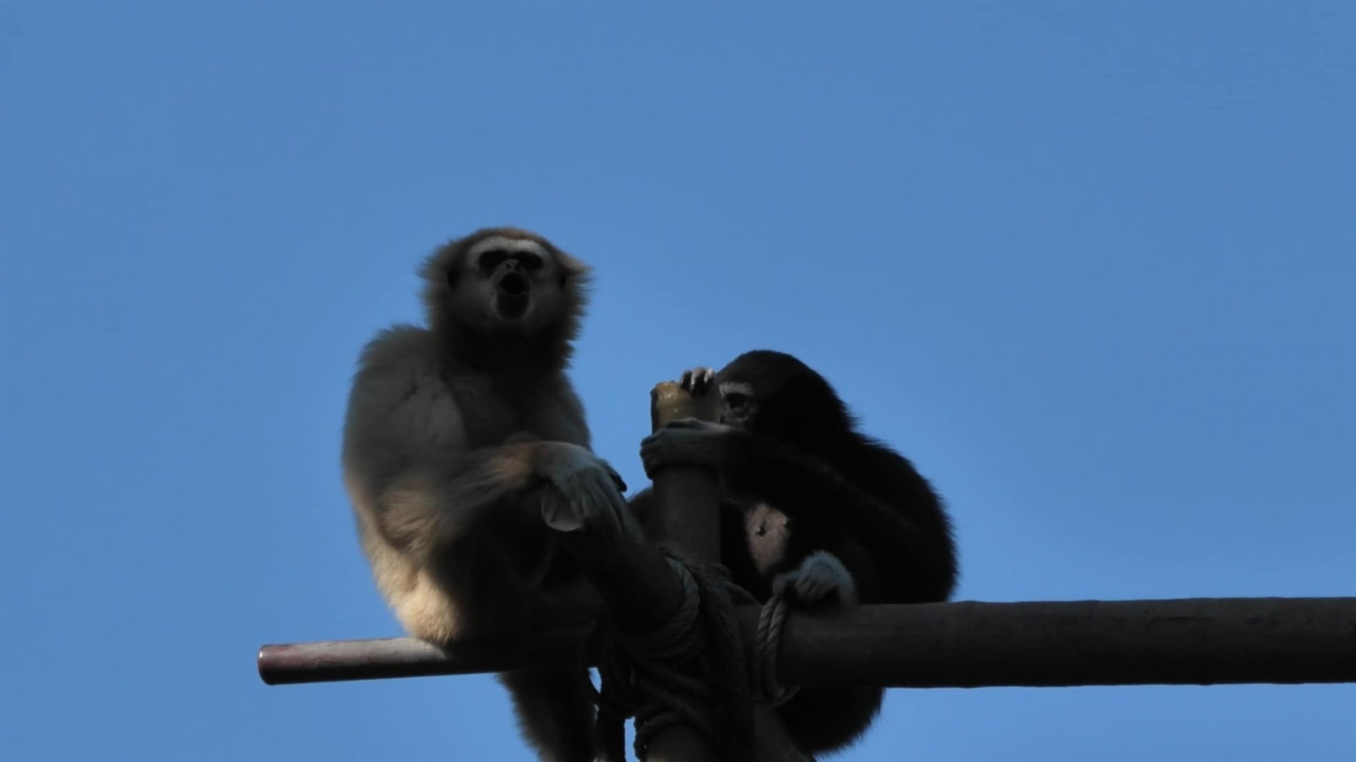 White handed gibbons Hosen and kavi again