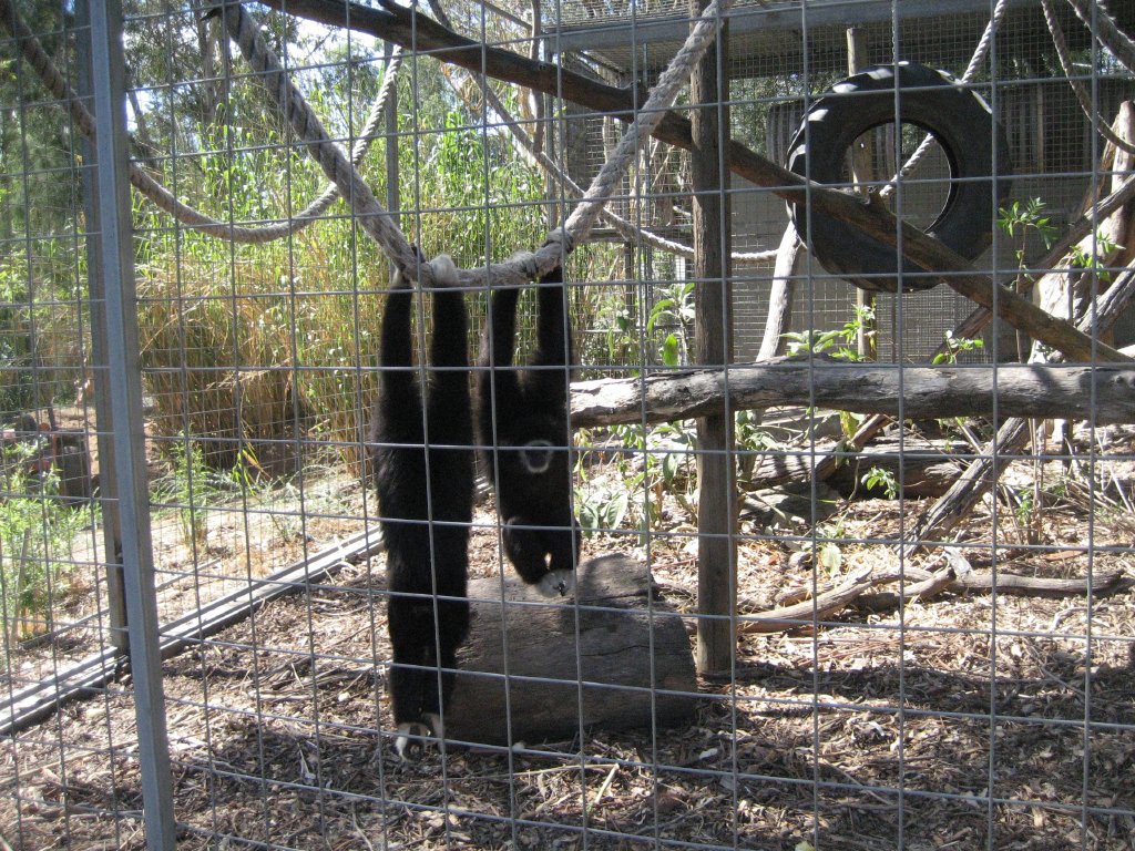 White-handed Gibbons
