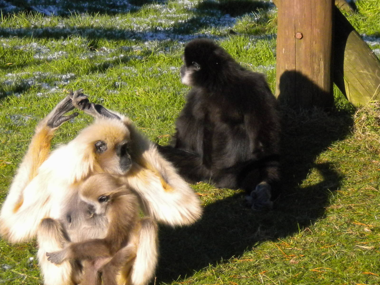 White Handed Gibbon's