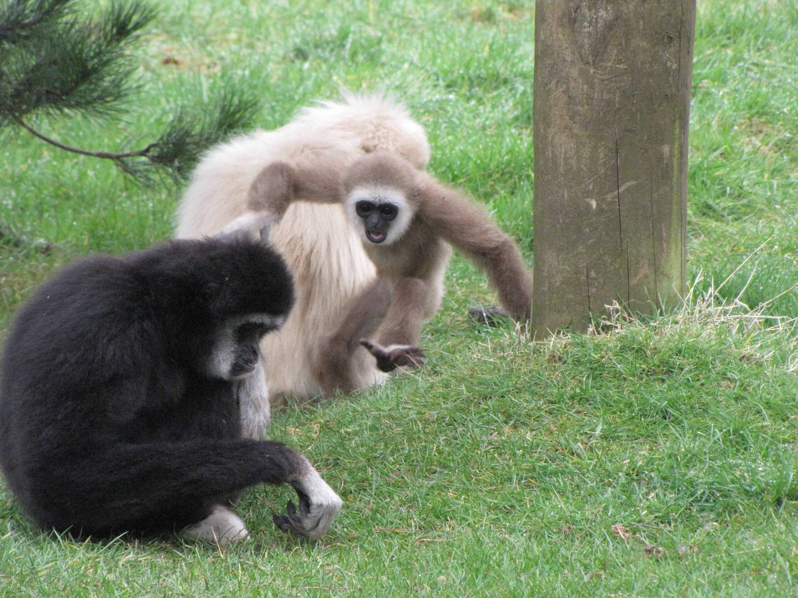 White handed gibbons