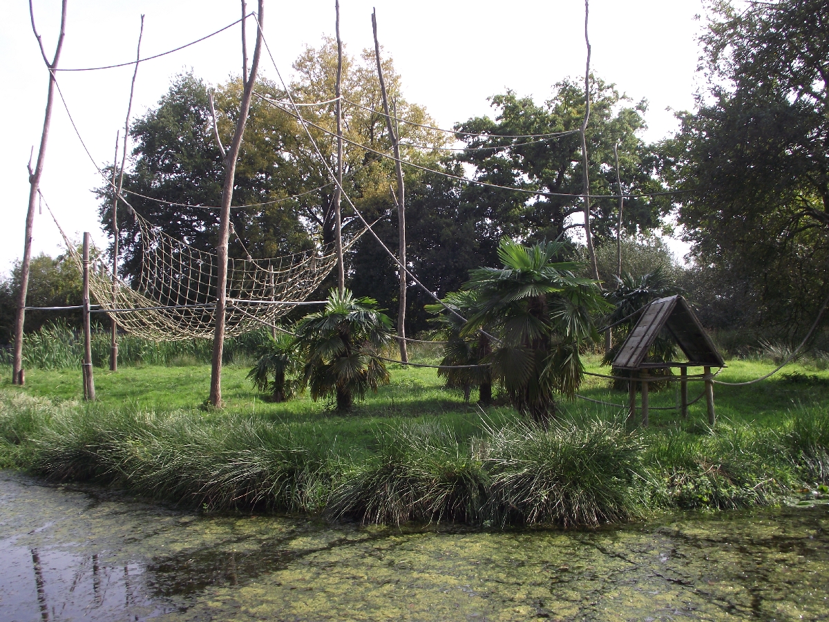 White-handed Gibbons