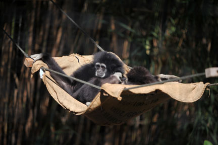 white handed gibbons
