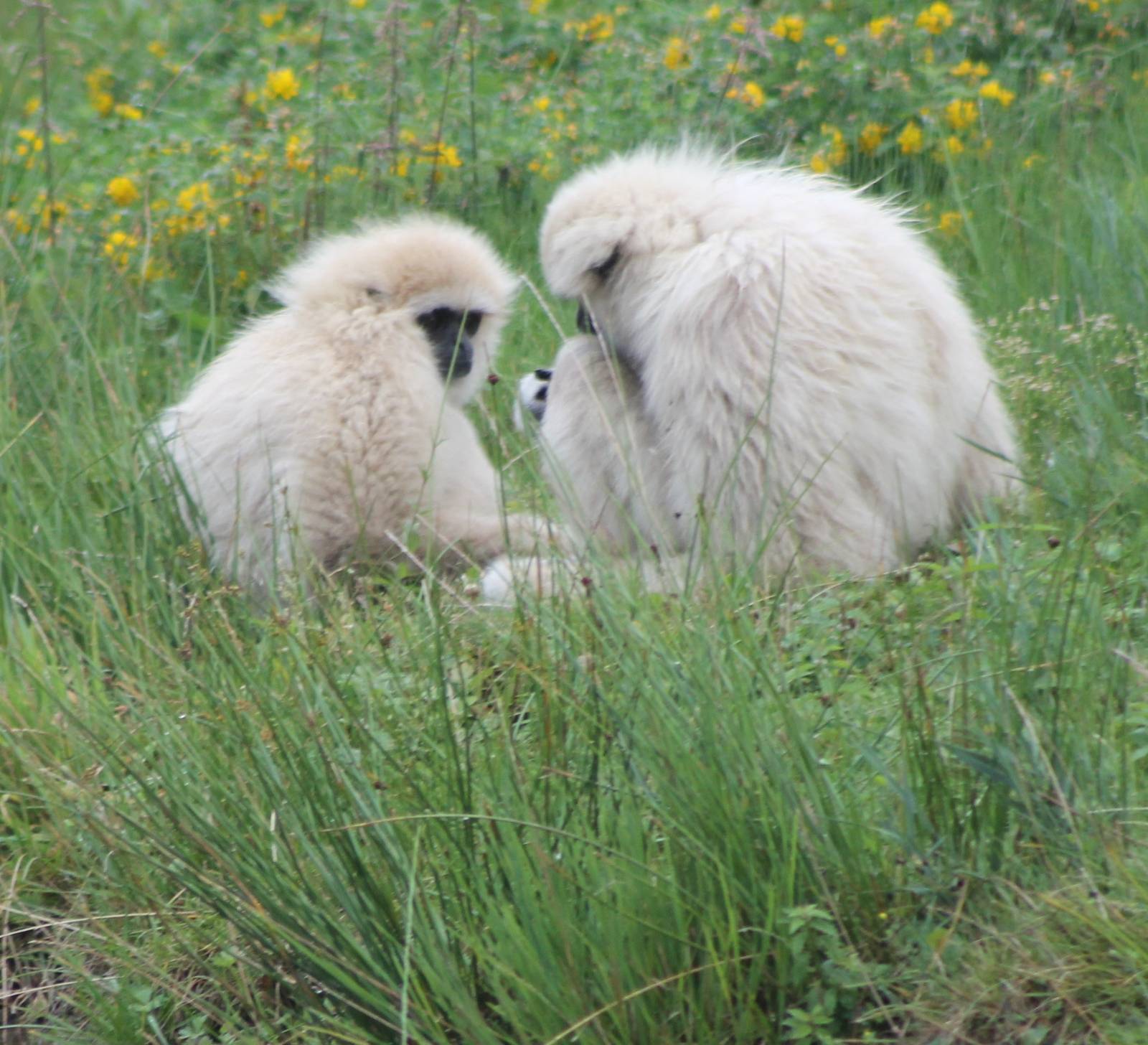 White-handed gibbons