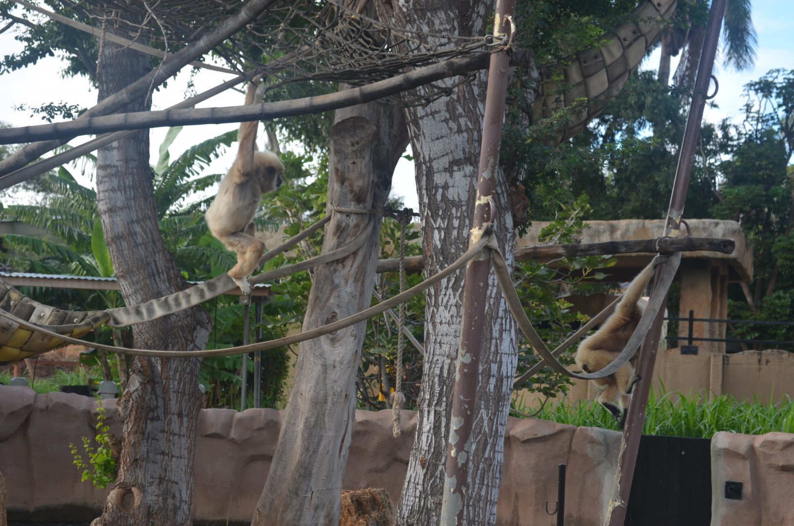 White-handed Gibbons
