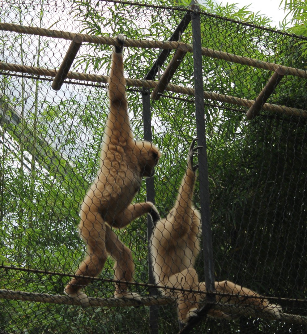 White-handed gibbons