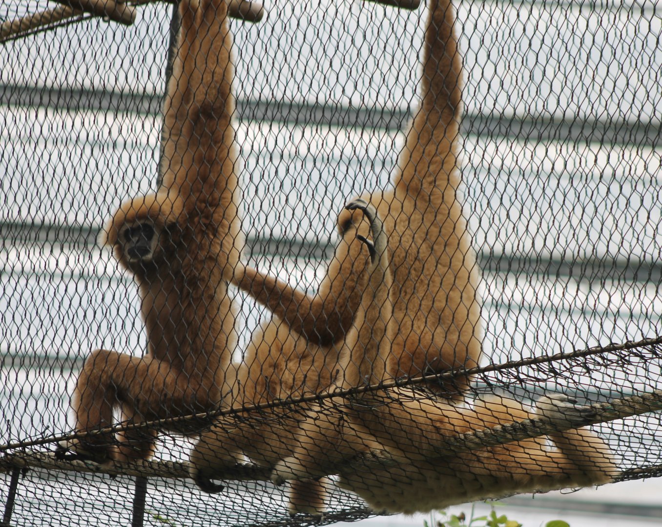 White-handed gibbons