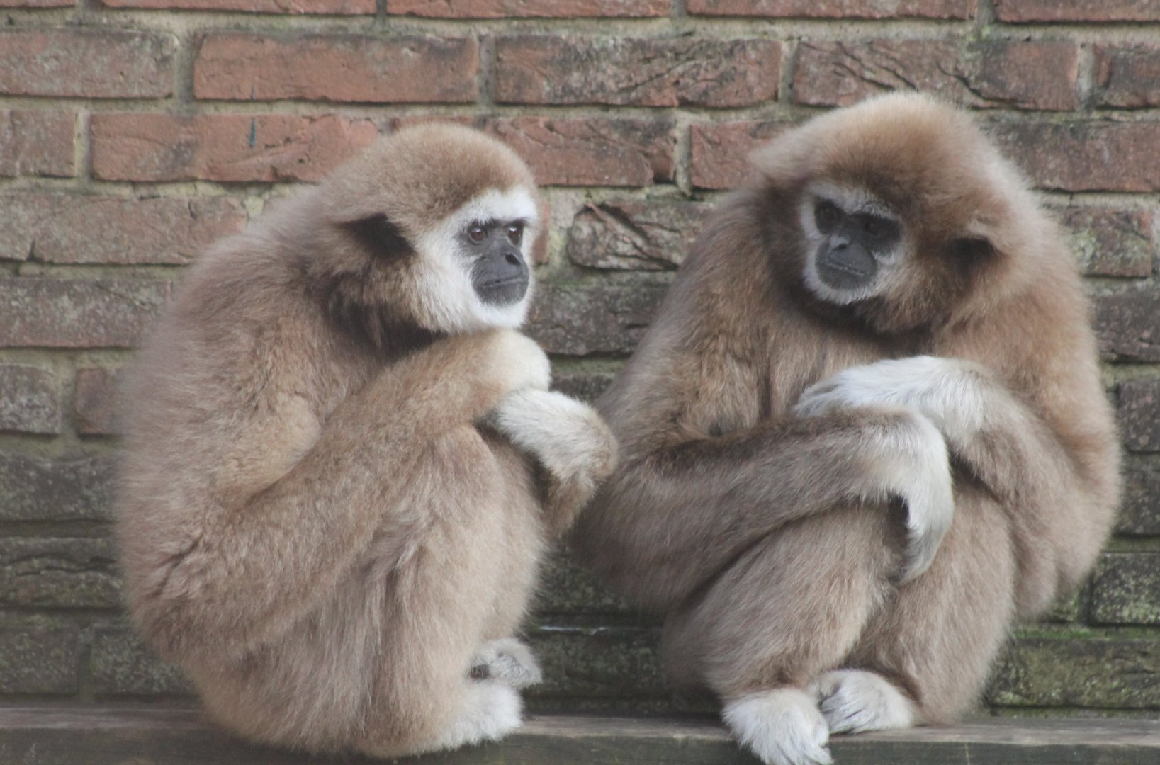 White-handed gibbons