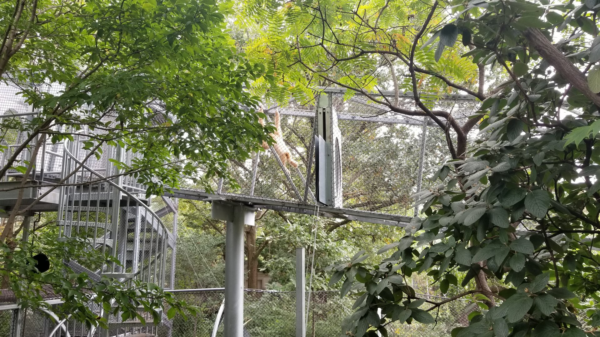 White-handed Gibbons