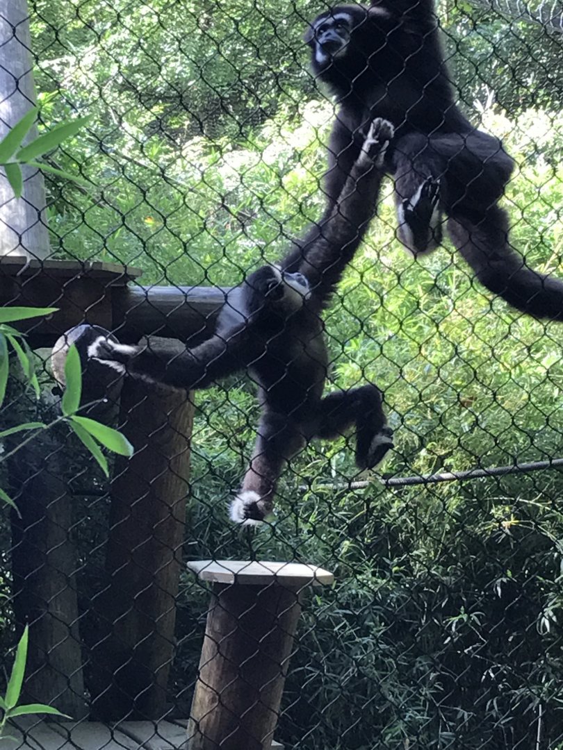 White-handed gibbons