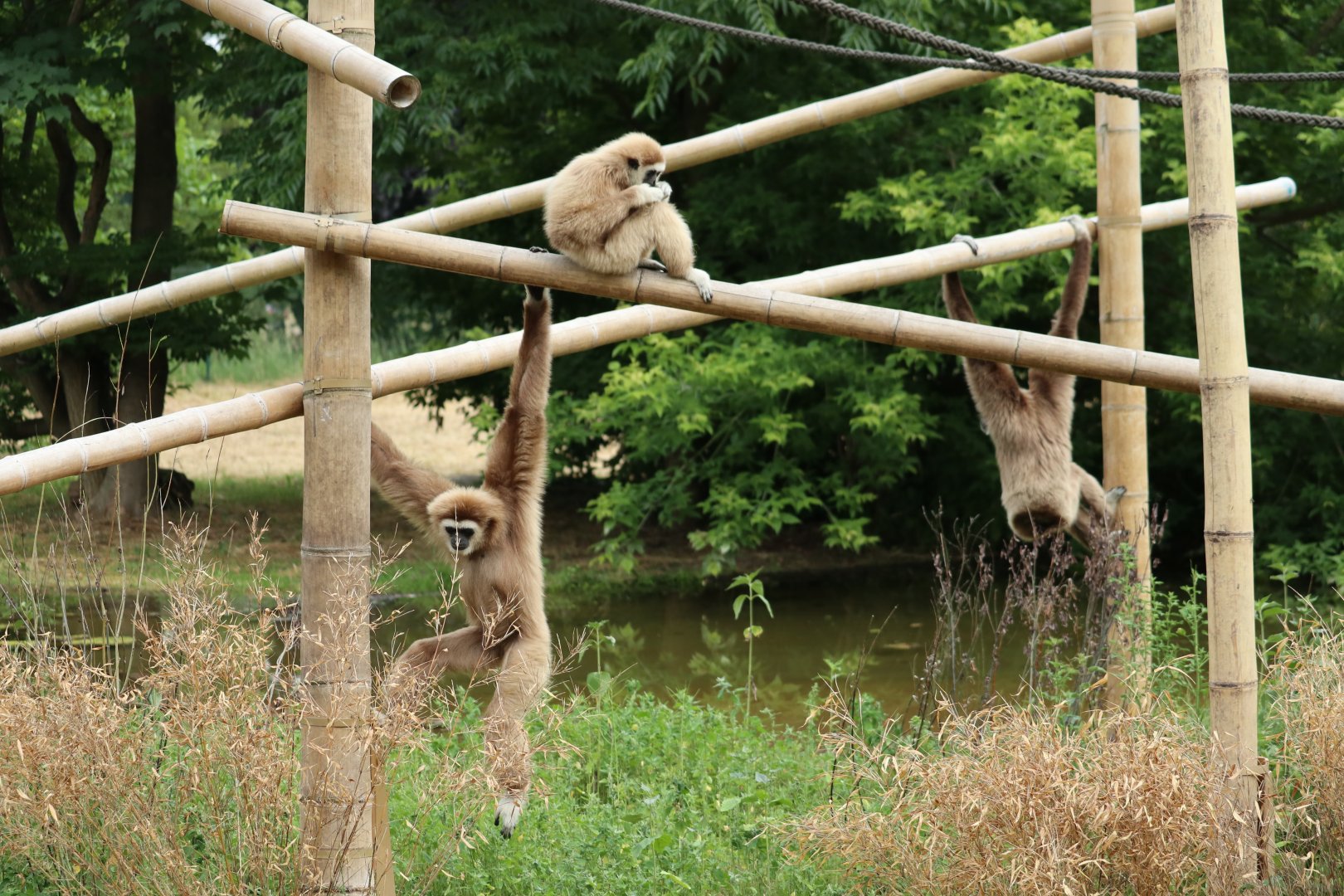 White-handed Gibbons