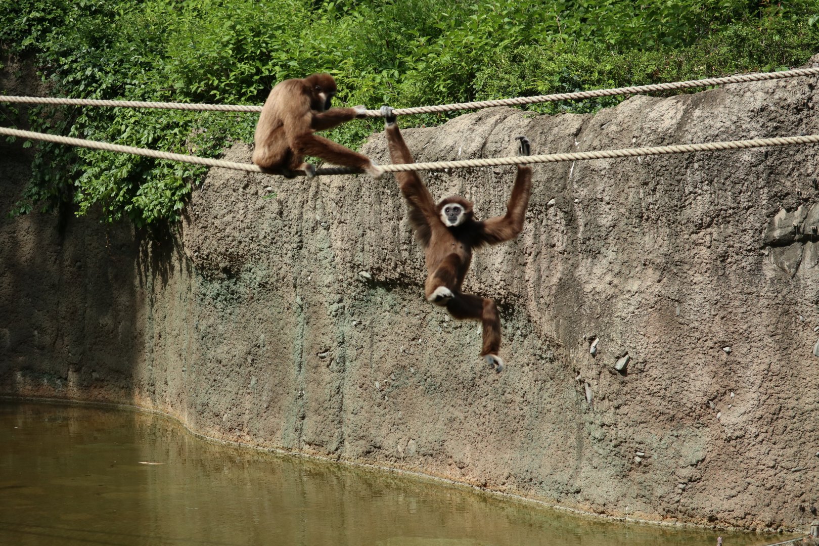 White-handed Gibbons