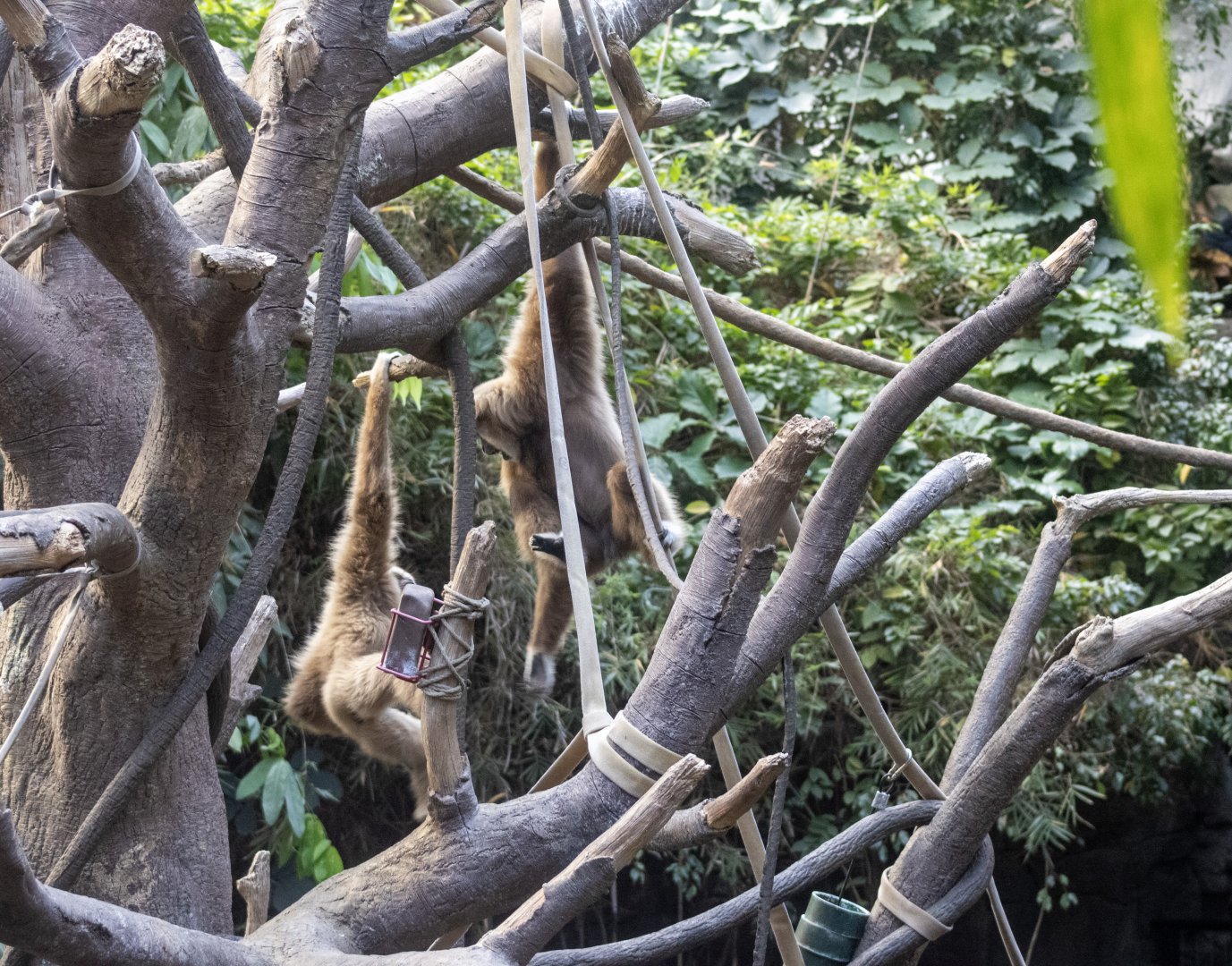 White-handed Gibbons