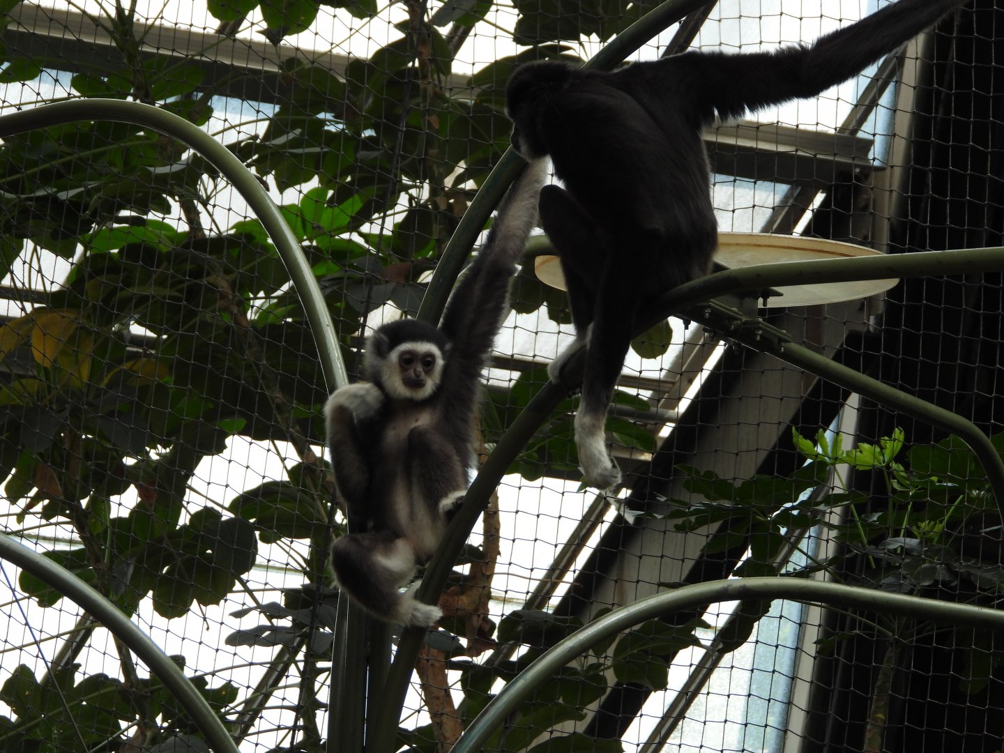White-handed gibbons
