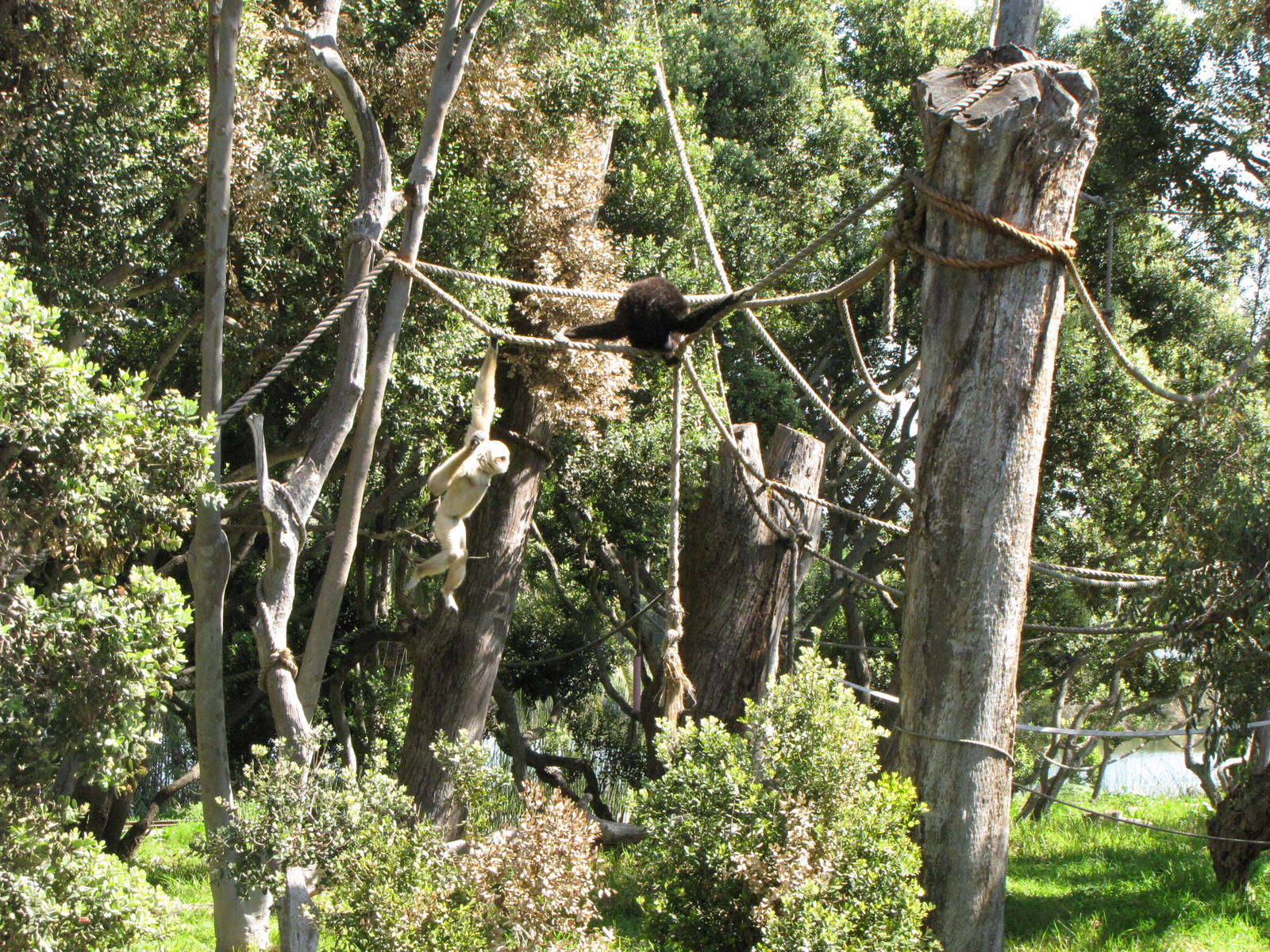 White-handed Gibbons
