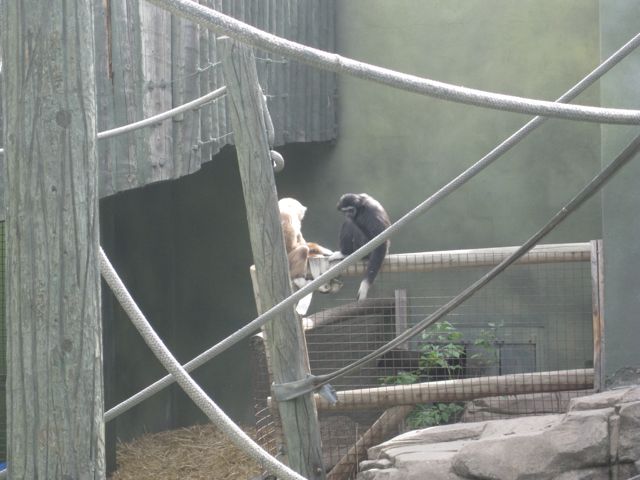 White-Handed Gibbons
