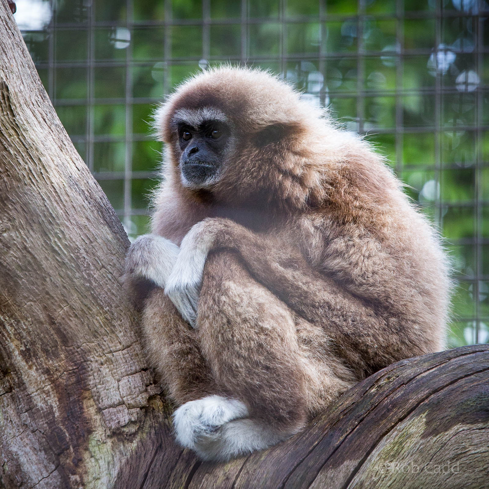 White-handed / lar gibbon : Cotswold WP : 27 Jun 2014
