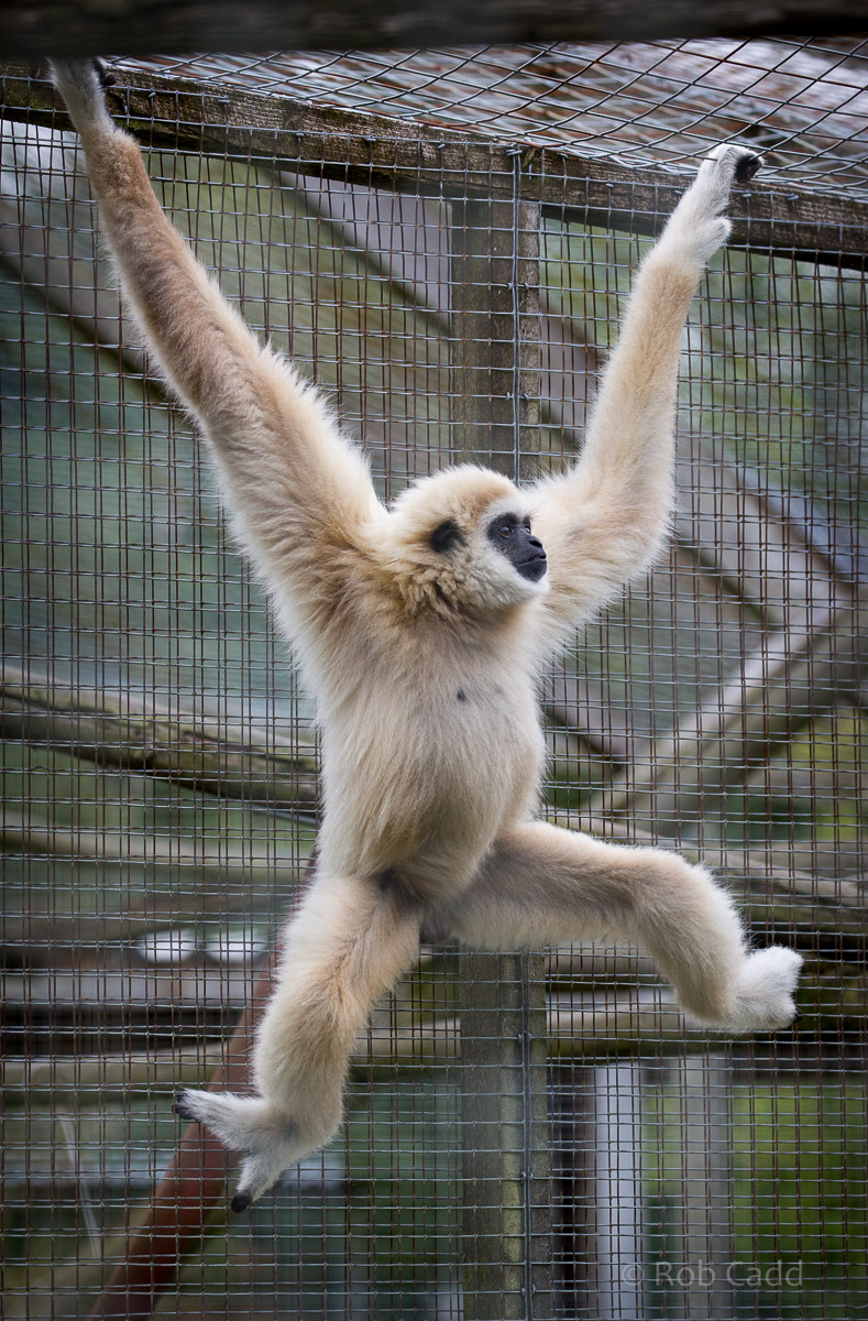 White-handed / lar gibbon : Hamerton : 12 Jul 2015