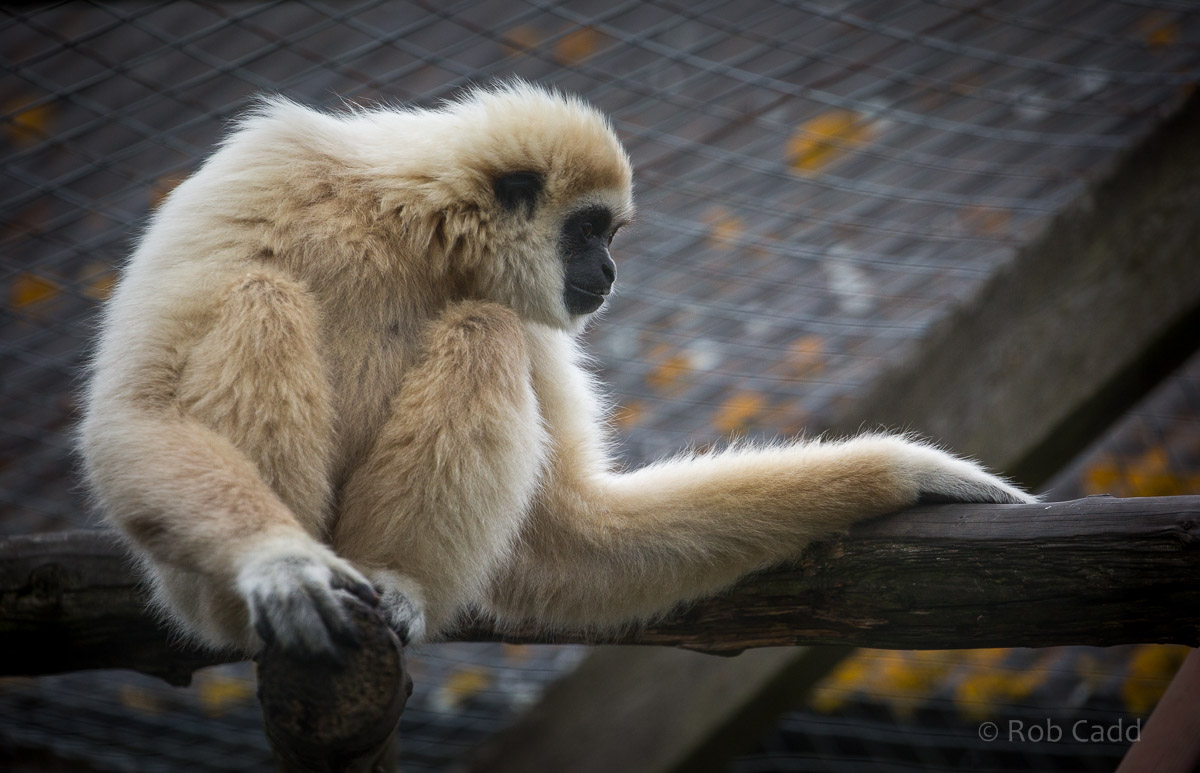 White-handed / lar gibbon : Hamerton : 12 Jul 2015