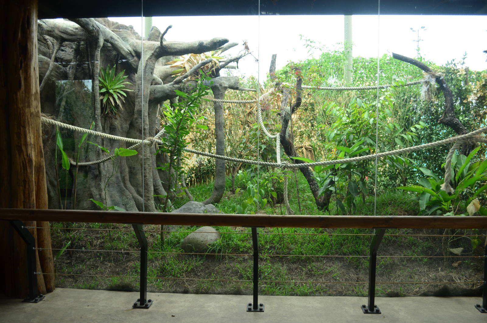 White handed marmoset enclosure