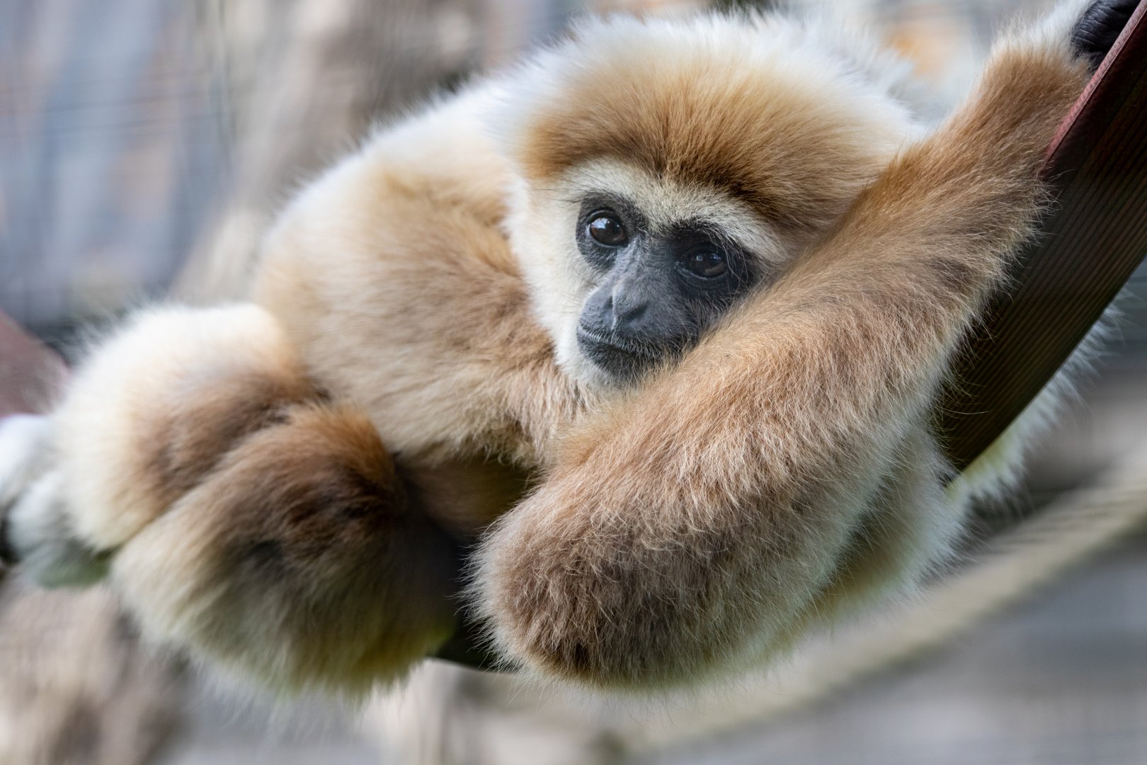 White-handed or Lar Gibbon / Hamerton / 23-6-21