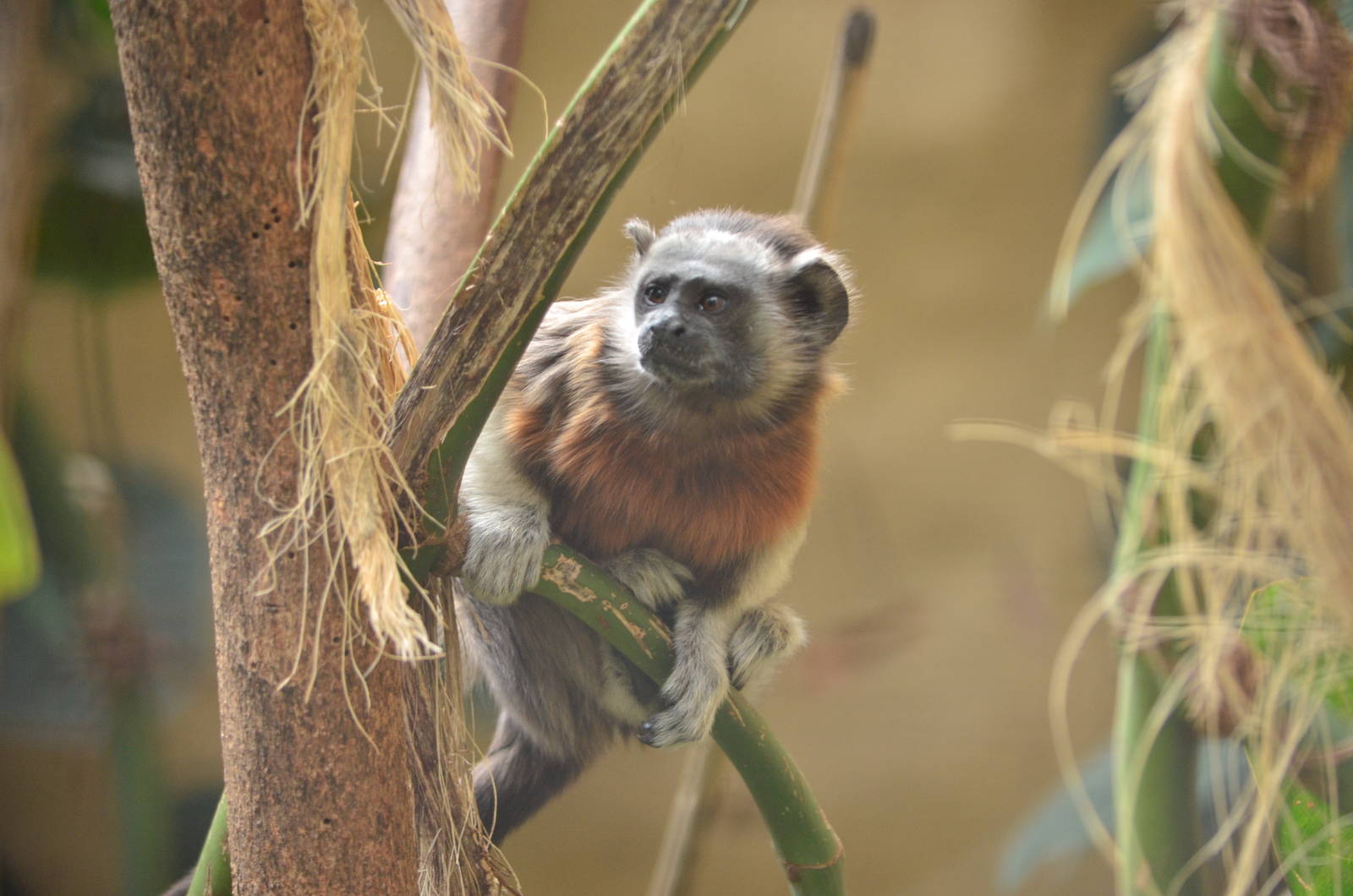 White handed tamarin