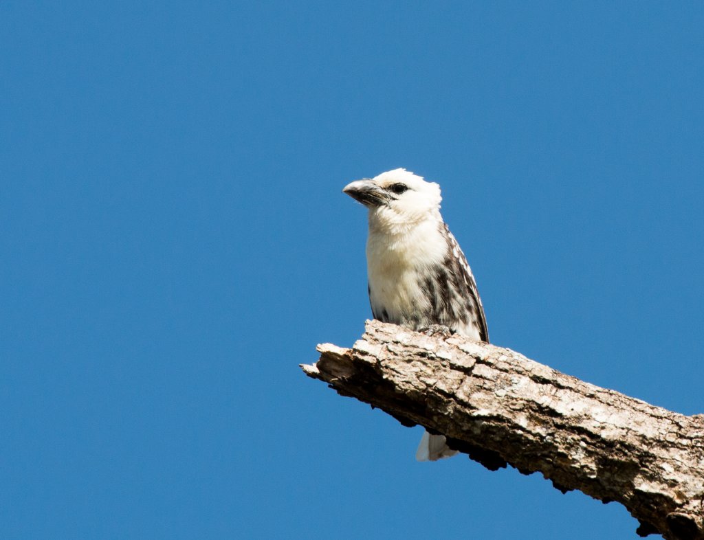 White-headed Barbet