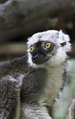 White Headed Brown Lemur - Eulemur albifrons - Melaka Zoo - 2009