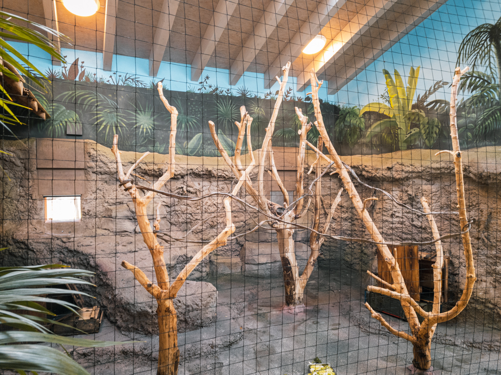 White Headed Brown Lemur indoor enclosure