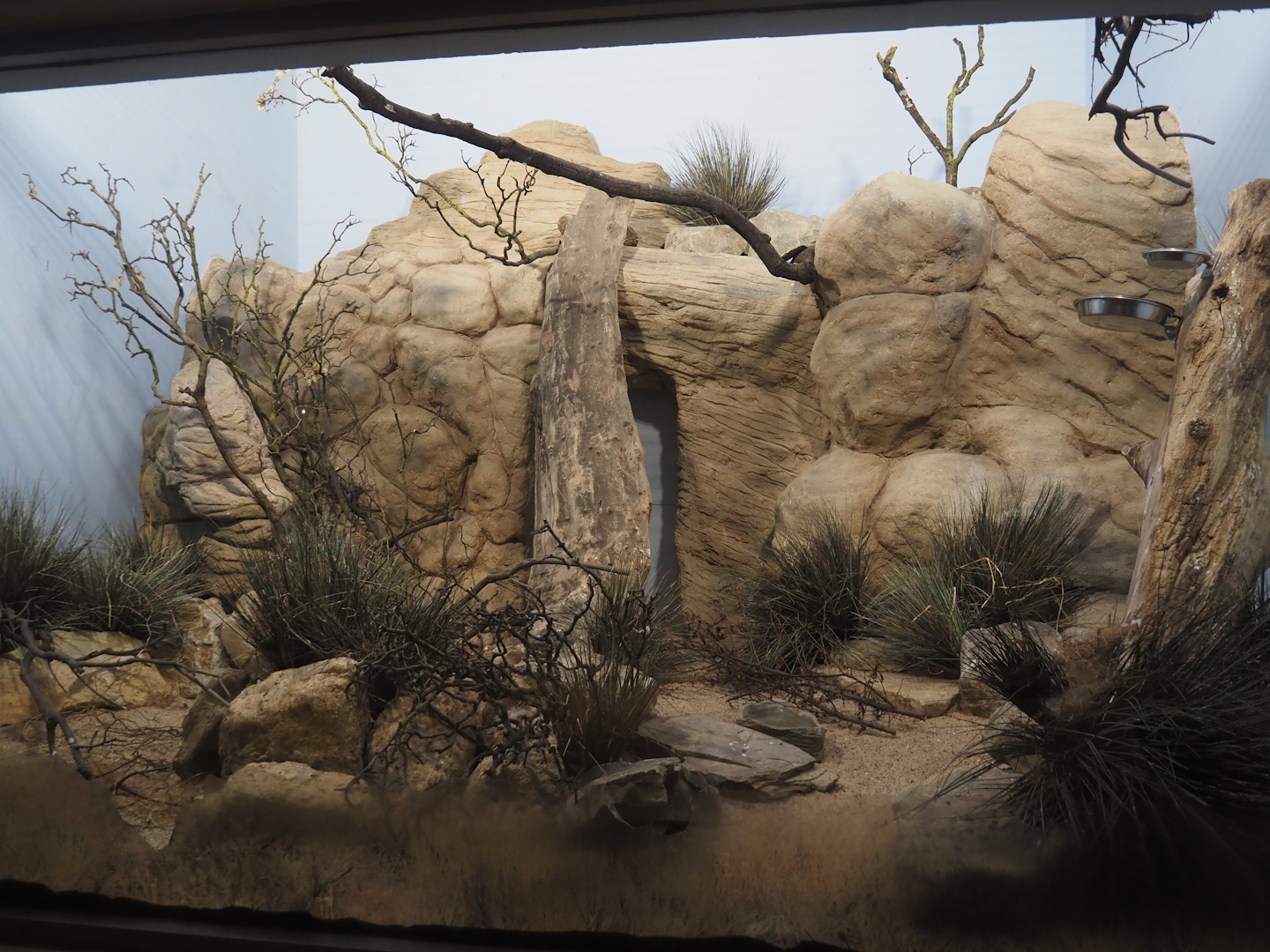 White-headed buffalo weaver and Black-bellied sandgrouse exhibit, 2025-01-04