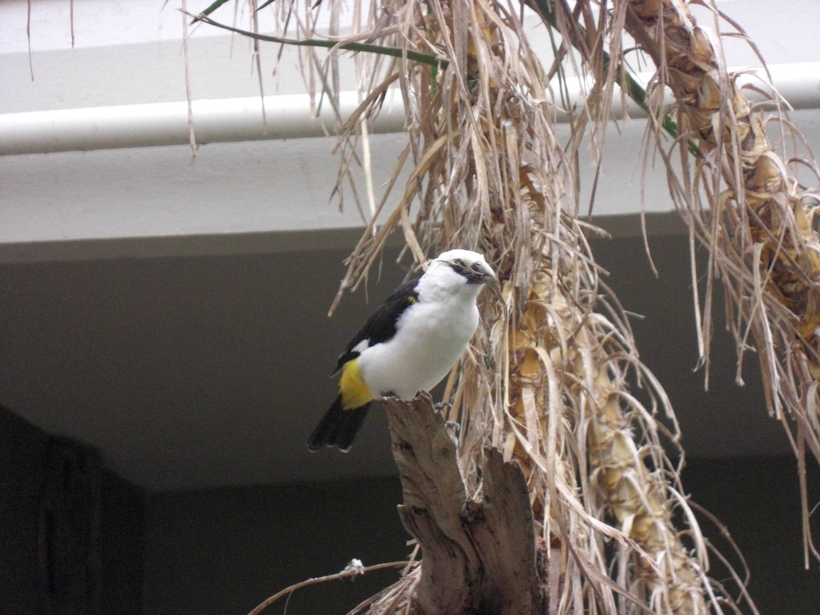 White-headed Buffalo Weaver - Berlin Zoo - Mar 2009