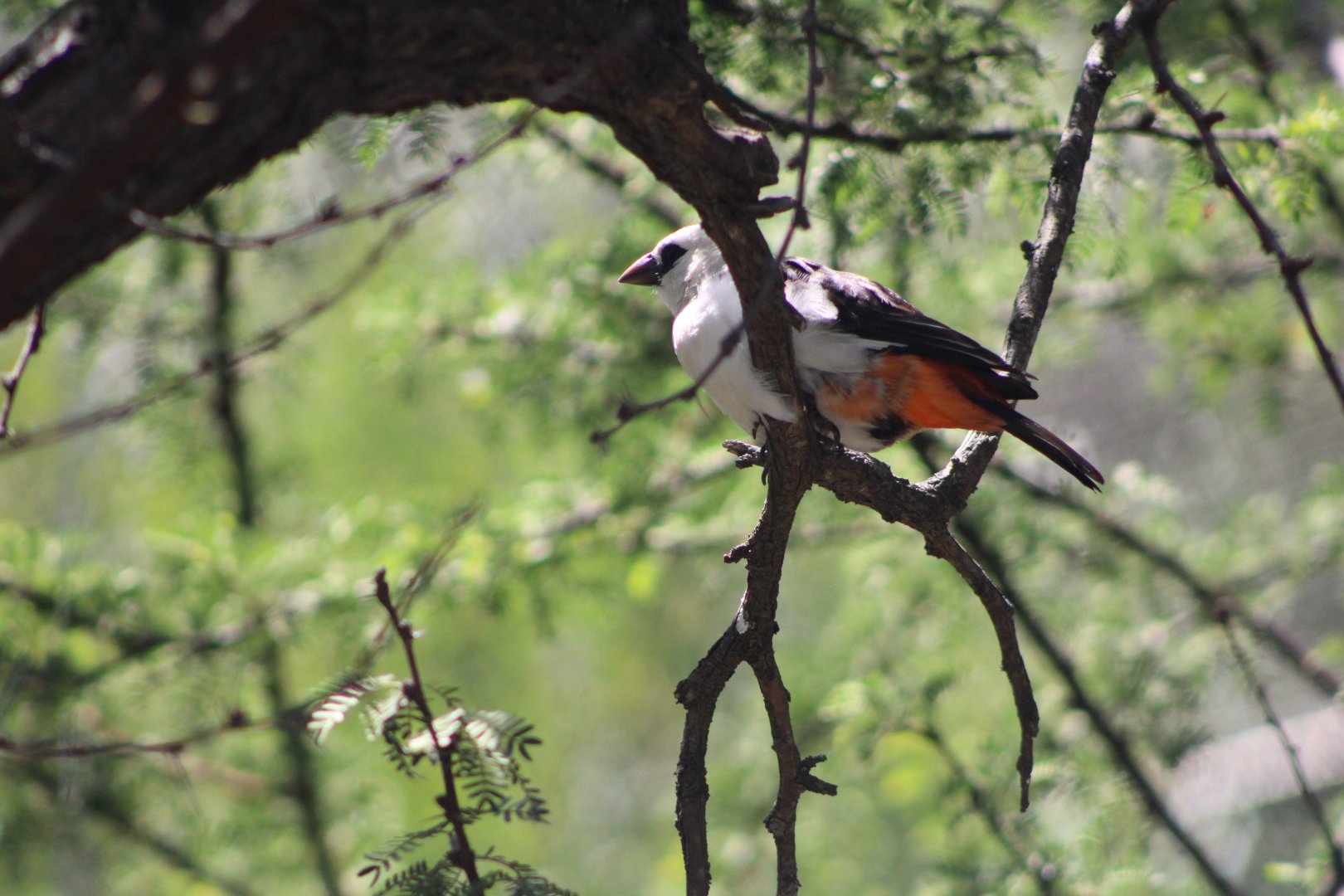 White-Headed Buffalo Weaver (D. d. dinemelli)