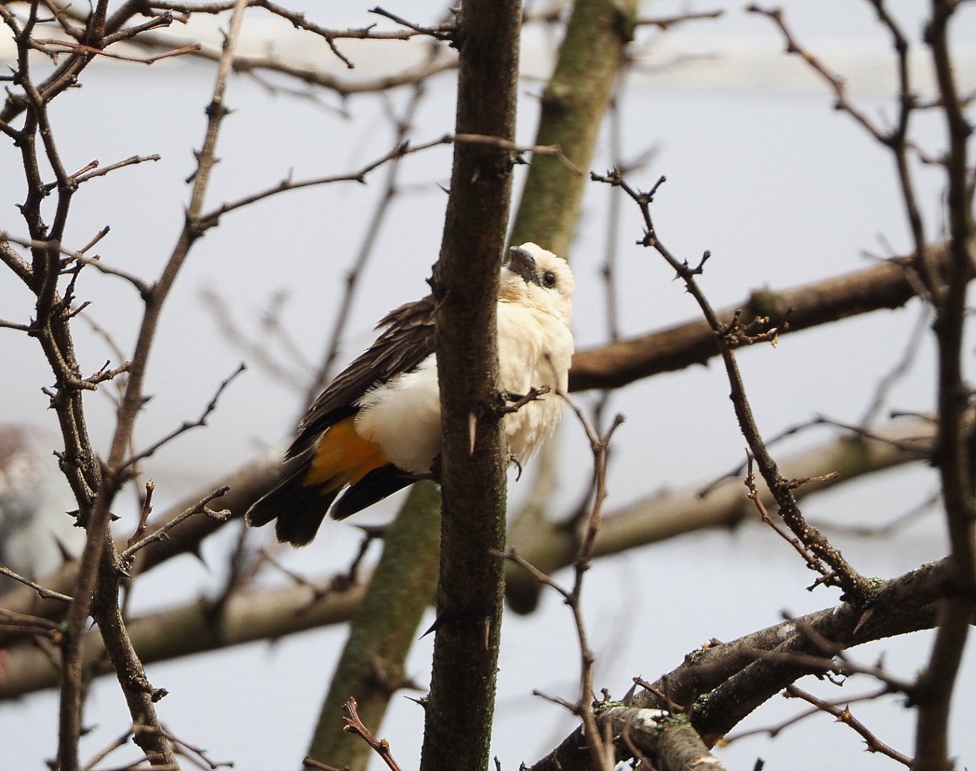 White-headed buffalo weaver (Dinemellia dinemelli), 2022-03-16