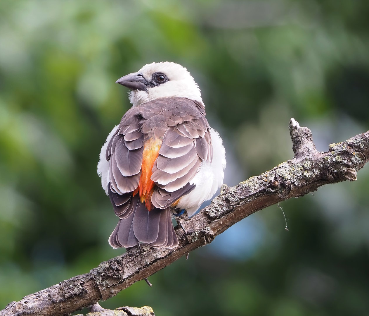 White-headed buffalo-weaver (Dinemellia dinemelli), 2022-07-10