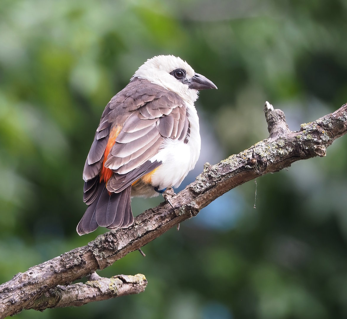White-headed buffalo-weaver (Dinemellia dinemelli), 2022-07-10